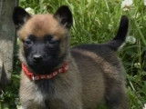 10 chiots Bergers Belges Malinois LOF disponibles à la vente
