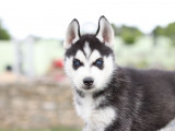 À vendre : chiot Husky Sibérien mâle (LOF)