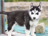 À vendre : chiot Husky Sibérien mâle (LOF)