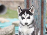 À vendre : chiot Husky Sibérien mâle (LOF)