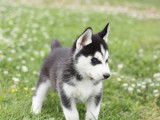 À vendre : chiot Husky Sibérien mâle (LOF)