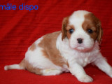 7 chiots Cavaliers King Charles LOF disponibles à la vente