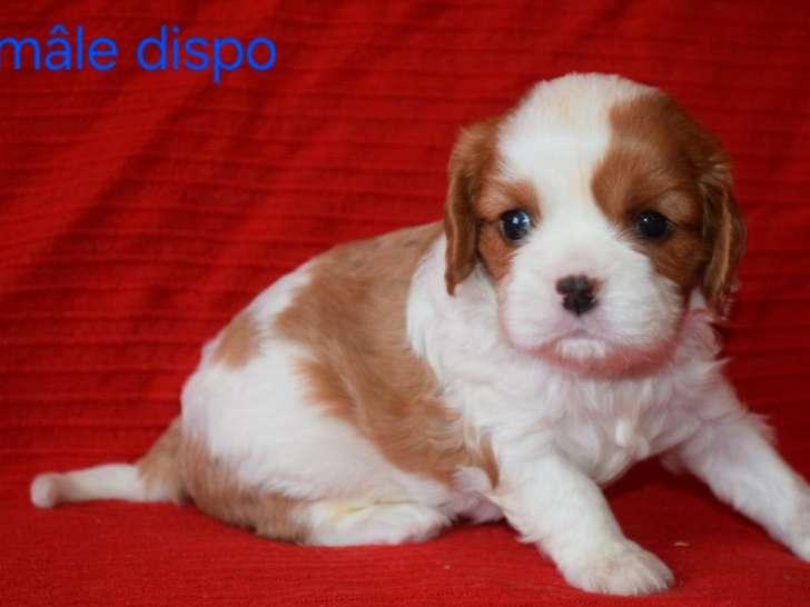 7 chiots Cavaliers King Charles LOF disponibles à la vente
