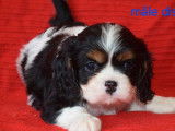 7 chiots Cavaliers King Charles LOF disponibles à la vente