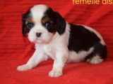 7 chiots Cavaliers King Charles LOF disponibles à la vente