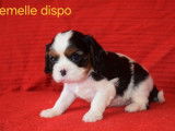 7 chiots Cavaliers King Charles LOF disponibles à la vente