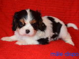 7 chiots Cavaliers King Charles LOF disponibles à la vente