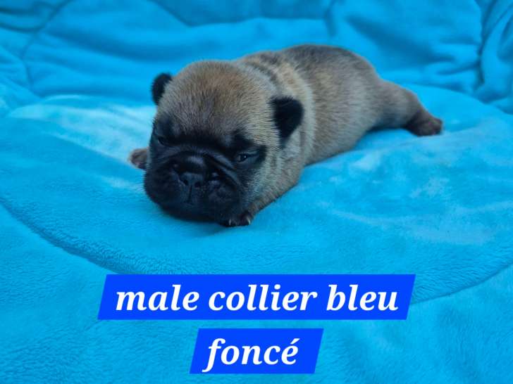 3 magnifiques chiots Bouledogue Français à réserver