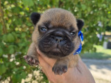 3 magnifiques chiots Bouledogue Français à réserver
