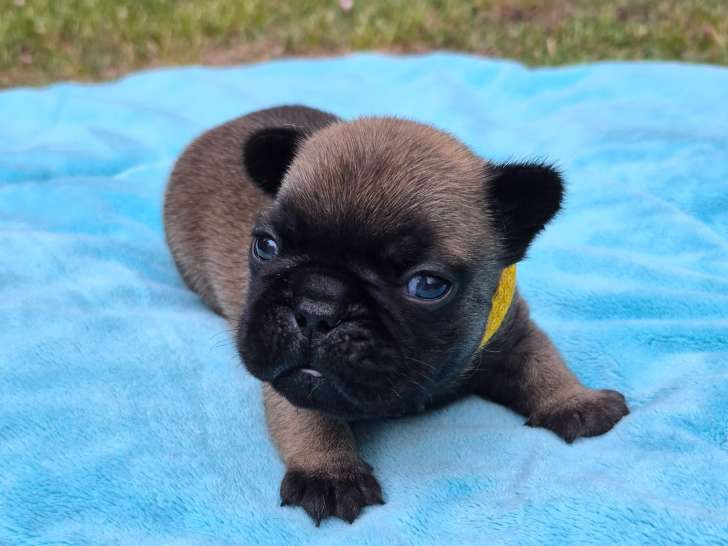 Dernier magnifique chiot  Bouledogue Français à réserver