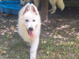 Chiot mâle Berger Blanc Suisse LOF à vendre