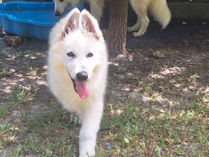 Chiot mâle Berger Blanc Suisse LOF à vendre