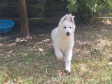 Chiot mâle Berger Blanc Suisse LOF à vendre