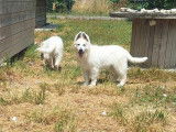 Chiot mâle Berger Blanc Suisse LOF à vendre
