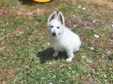 Chiot mâle Berger Blanc Suisse LOF à vendre