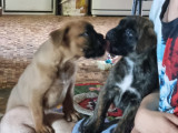 Chiots Boxer mâles LOF à vendre