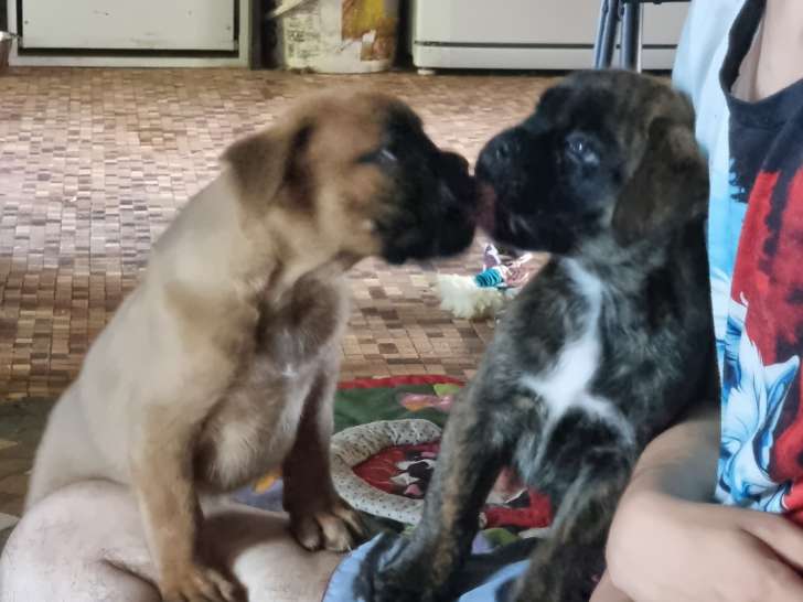 Chiots Boxer mâles LOF à vendre