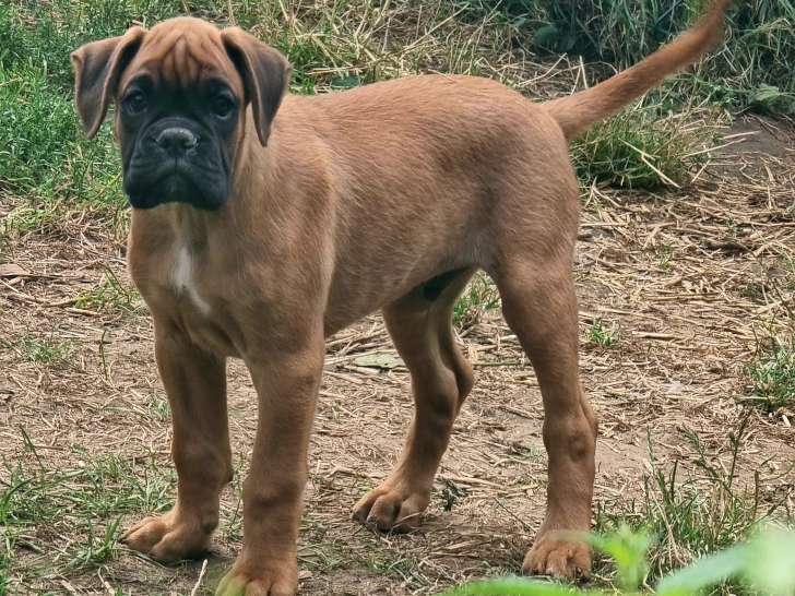 Chiots Boxer mâles LOF à vendre