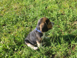 Chiots Beagle à vendre