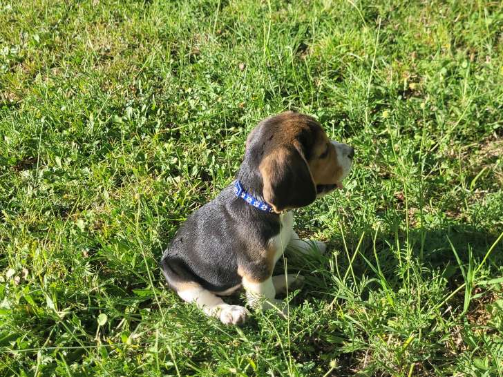 Chiots Beagle à vendre