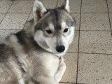 Gentille femelle Husky Sibérien à vendre