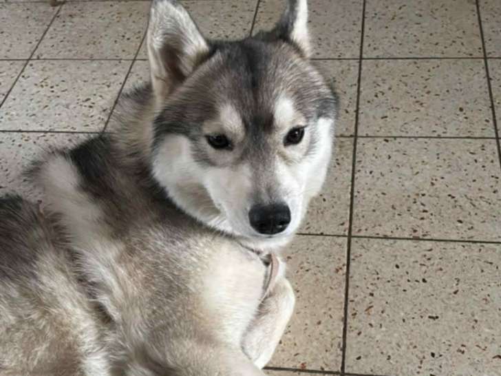 Gentille femelle Husky Sibérien à vendre