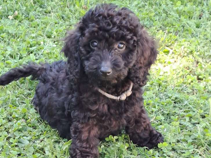 Chiots Caniche Nain à vendre