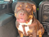 Chien adulte de race American Bully Mâle à donner