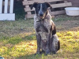 Volt, chien Épagneul croisé Labrador de 1 an à donner