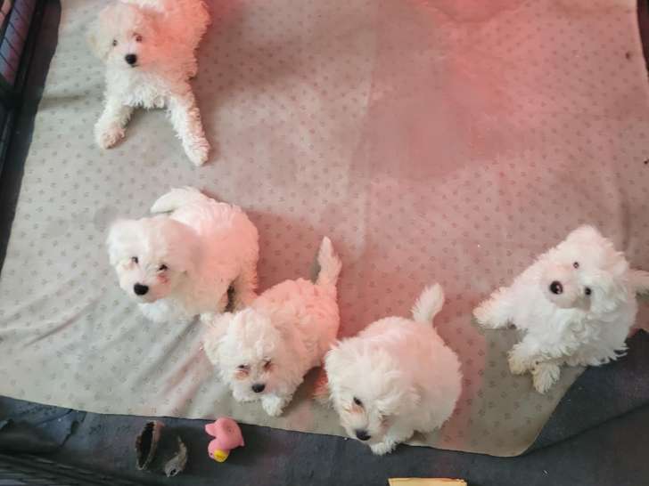 Chiots Bichon Maltais à vendre