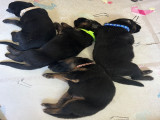 Chiots Berger Allemand à poil long à vendre