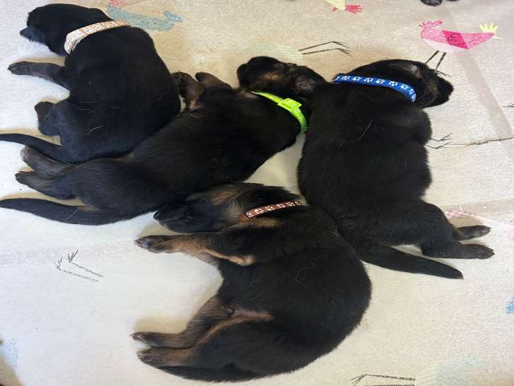 Chiots Berger Allemand à poil long à vendre