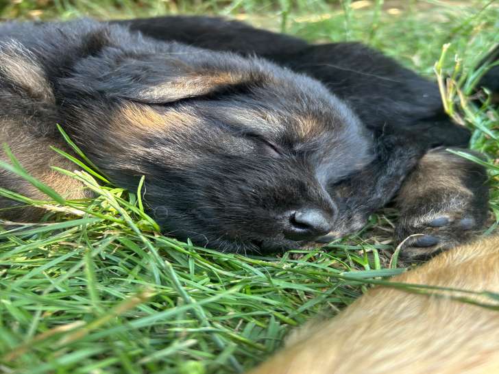 Chiots Berger Allemand à poil long à vendre