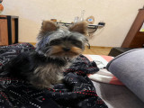 Mâle Yorkshire Terrier disponible pour saillie