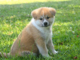 Chiots Akita Inu de pure race à vendre
