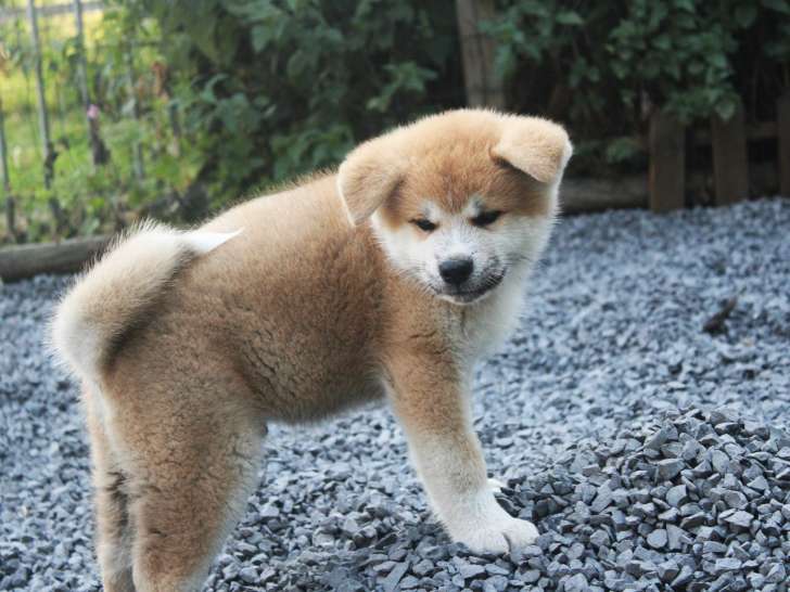 Chiots Akita Inu de pure race à vendre