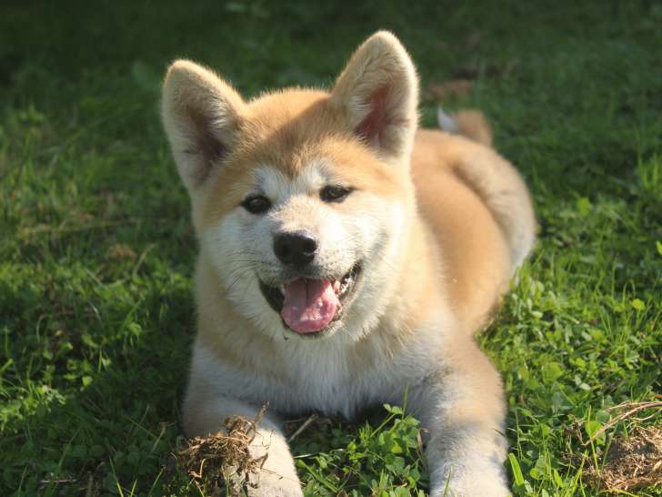 Chiots Akita Inu de pure race à vendre