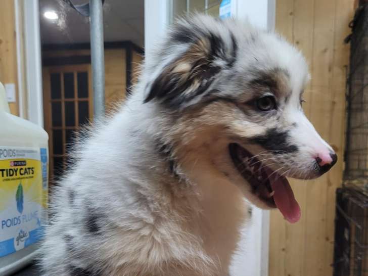 Chiots Berger Australien à vendre