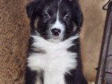 Chiots Berger Australien à vendre