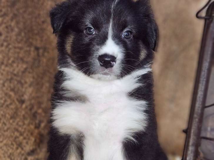 Chiots Berger Australien à vendre