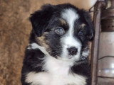 Chiots Berger Australien à vendre