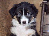 Chiots Berger Australien à vendre