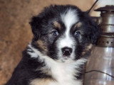 Chiots Berger Australien à vendre