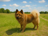 Mâle Eurasier disponible pour saillie