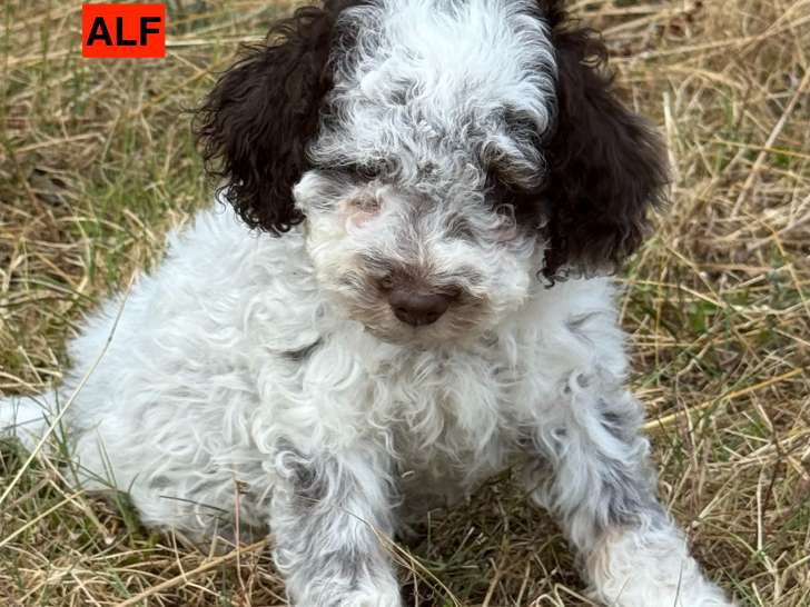 Chiots Lagotto Romagnolo LOF à vendre