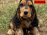 Chiots Cockers Anglais LOF à vendre