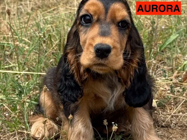 Chiots Cockers Anglais LOF à vendre