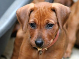 2 chiots Pinscher Allemand à vendre