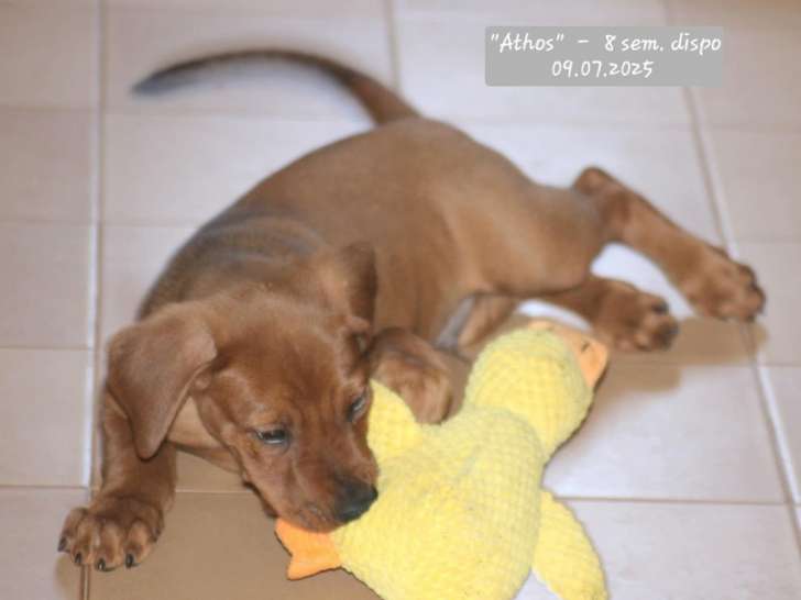 UN chiot Pinscher Allemand à vendre