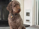 Mâle Caniche royal brun disponible pour saillie